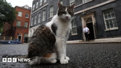 Larry the cat marks 15 years as No 10's chief mouser
