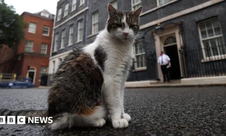Larry the cat marks 15 years as No 10's chief mouser