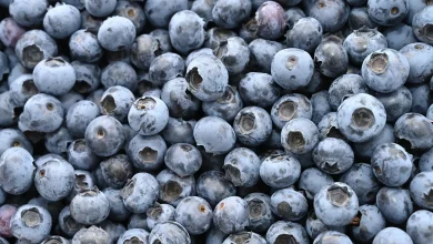 Life-threatening Listeria risk prompts massive frozen blueberry recall across multiple states