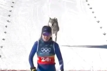 Loose dog crosses the finish line at Olympic skiing event