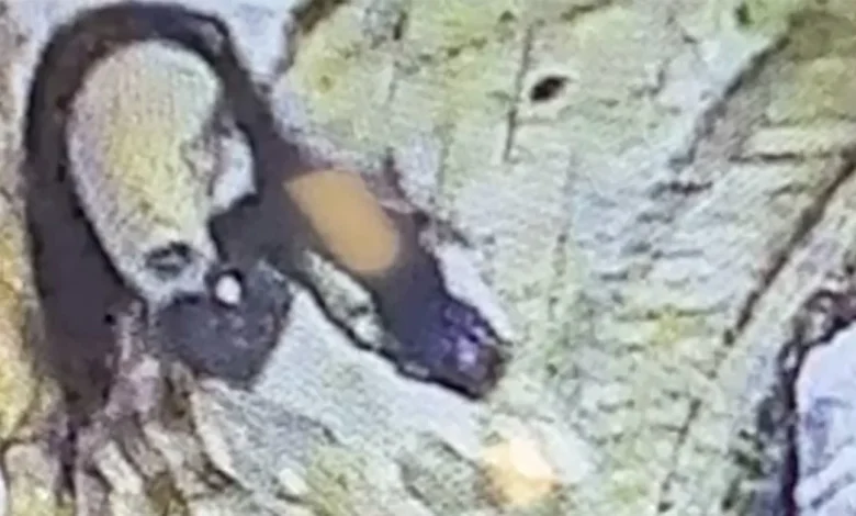 Maryland man donned disguise to kill millionaire philanthropist in nursing home, police say