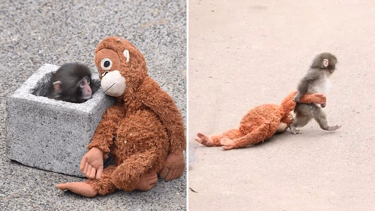 Meet Punch: The abandoned monkey taking the internet by storm