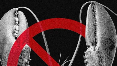 Meta and Other Tech Firms Put Restrictions on Use of OpenClaw Over Security Fears