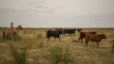 More Argentina beef imports won't do much to ease costs for consumers, according to experts