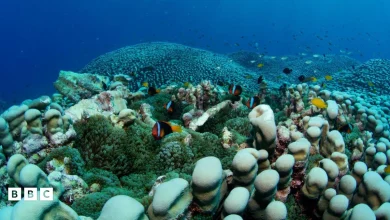 Mum and daughter discover one of world's largest known coral colonies in Australia