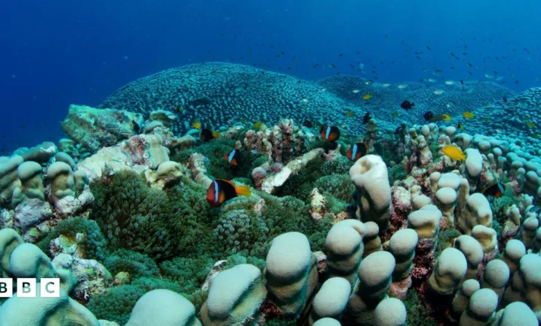 Mum and daughter discover one of world's largest known coral colonies in Australia