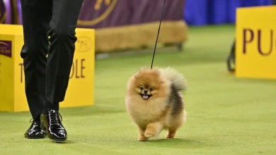 My Life Among The 33 Pomeranians (And A Few Thousand Other Dogs)