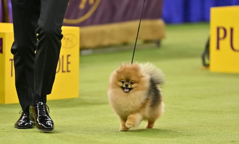 My Life Among The 33 Pomeranians (And A Few Thousand Other Dogs)