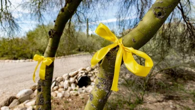 Nancy Guthrie live updates: 'It's never too late,' Savannah Guthrie says in new plea