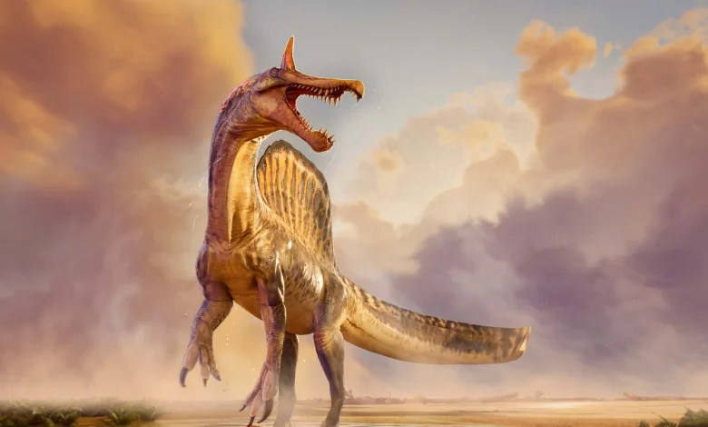 New sabre-crested Spinosaurus species named from desert dinosaur fossils