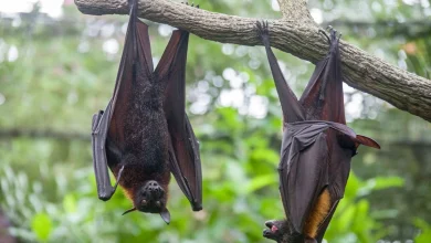 Nipah virus: what is it, where is it found and how does it spread?