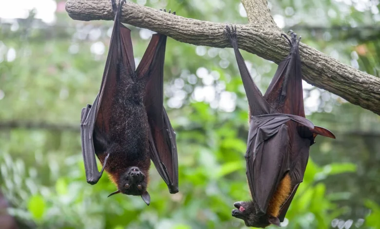 Nipah virus: what is it, where is it found and how does it spread?