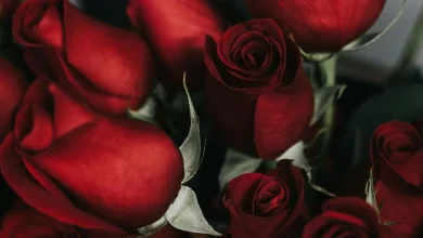 North Carolinians have lost millions in romance scams. What FBI, BBB warn ahead of Valentines Day