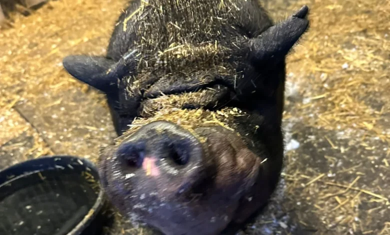 Not looking for romance this Valentine's Day? Percy's your guy