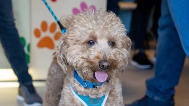 Officer Who Rescued Dog At Airport Takes Him Into Custody