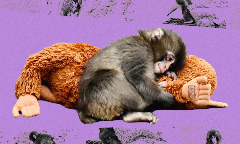 Opinion | Why a baby monkey's rejection broke the internet — and me