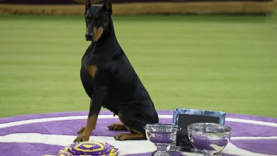 Penny the Doberman pinscher wins best in show at 150th Westminster Kennel Club Dog Show