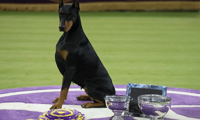 Penny the Doberman pinscher wins best in show at 150th Westminster Kennel Club Dog Show