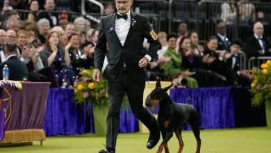 Penny the Doberman pinscher wins the 150th Westminster dog show : NPR
