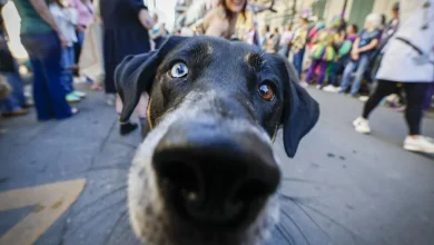 Photos: Mystic Krewe of Barkus trots through the French Quarter on a sunny Sunday