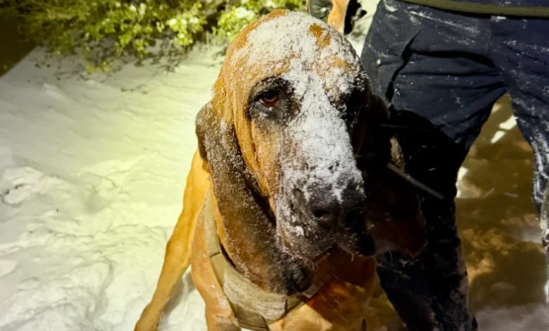 Police dog helps rescue North Carolina boy with special needs during snowstorm