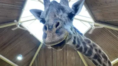 Postmortem reveals Toronto Zoo’s Kiko the giraffe died from cardiac failure