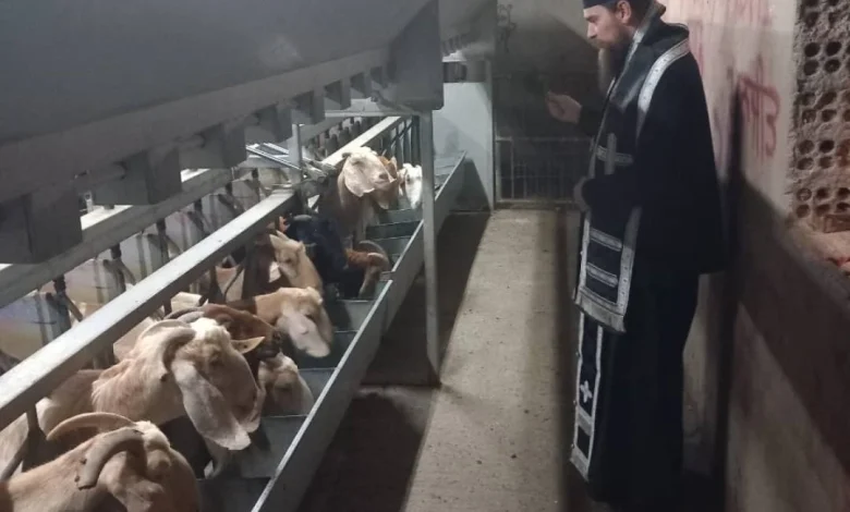 Priests enter farm to bless goats amid foot and mouth outbreak