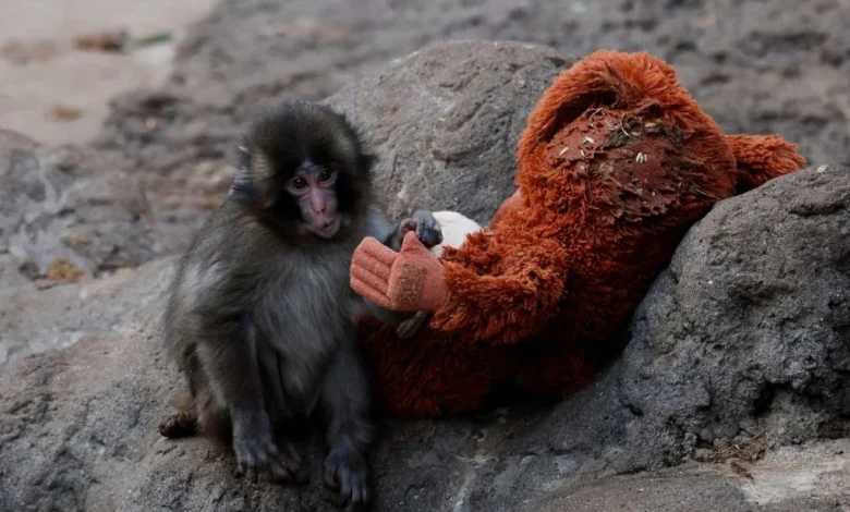 Punch the monkey melts hearts after rejection and unlikely friendship