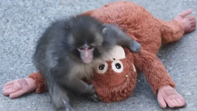 Punch the monkey’s stuffed orangutan from Ikea sold out in stores
