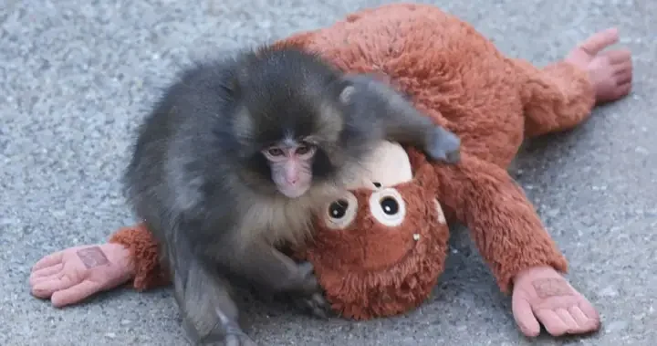 Punch the monkey’s stuffed orangutan from Ikea sold out in stores