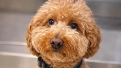 Puppy abandoned at Las Vegas airport adopted by cop who rescued him