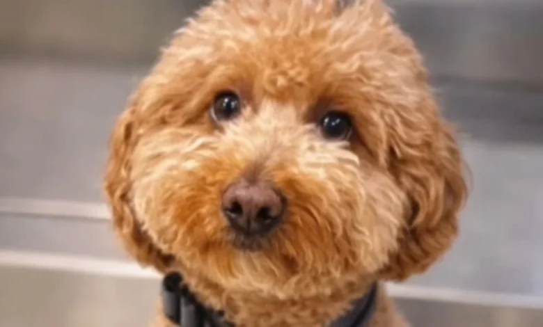 Puppy abandoned at Las Vegas airport adopted by cop who rescued him
