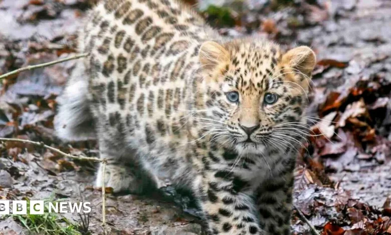 Rare leopard cub Zeya in first public appearance at Dartmoor Zoo