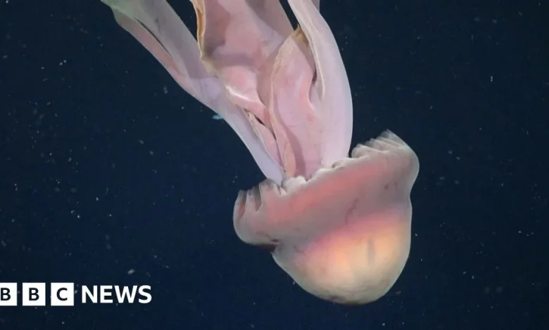 Rare sighting of phantom jellyfish in deep sea off Argentina