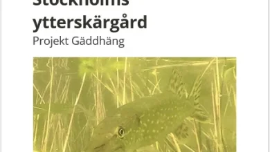 Restaurering av rovfiskbestånd i Stockholms ytterskärgård