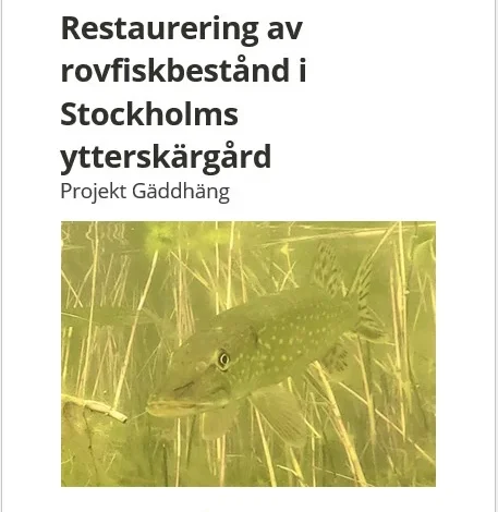 Restaurering av rovfiskbestånd i Stockholms ytterskärgård