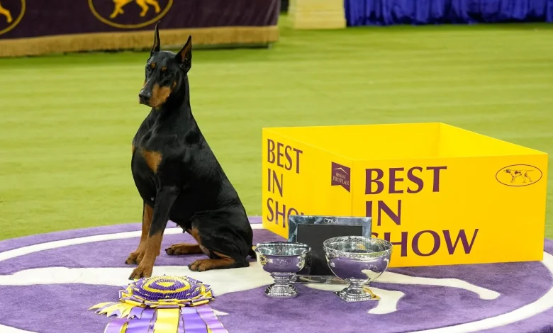 Scenes from the 150th Westminster Dog Show : The Picture Show : NPR