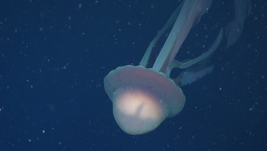 See it: Rare bus-sized phantom jellyfish caught on deep sea video off Argentina's coast
