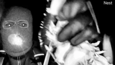 Sheriff shares result of glove DNA testing found in connection with Nancy Guthrie case