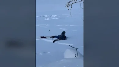 Snow leopard mauls tourist who tried to take its photo in China