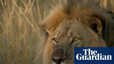 TV tonight: Cecil the lion who was killed by a trophy hunter