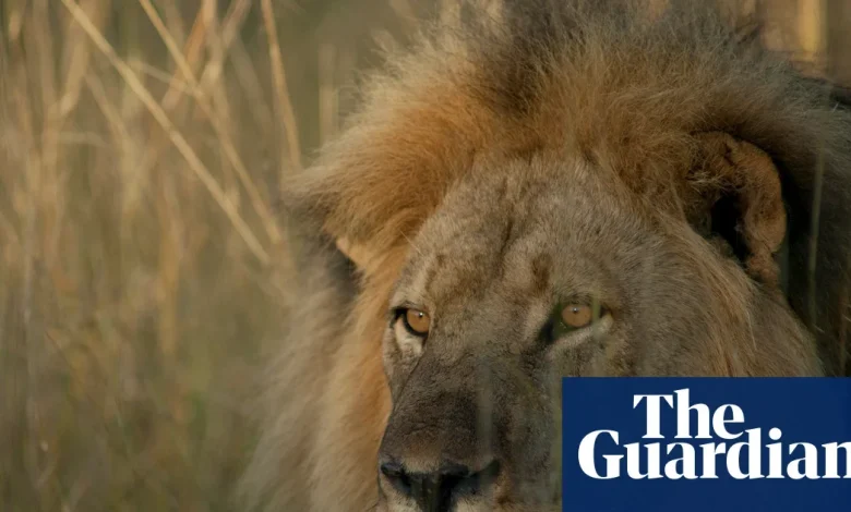 TV tonight: Cecil the lion who was killed by a trophy hunter