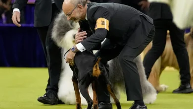This Good Girl Just Won Best in Show at Westminster