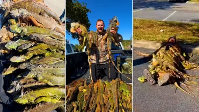 Those iguanas that fall when it’s cold? Floridians collected them for killing.