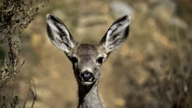 Thousands of mule deer will be killed on Catalina Island as part of restoration plan