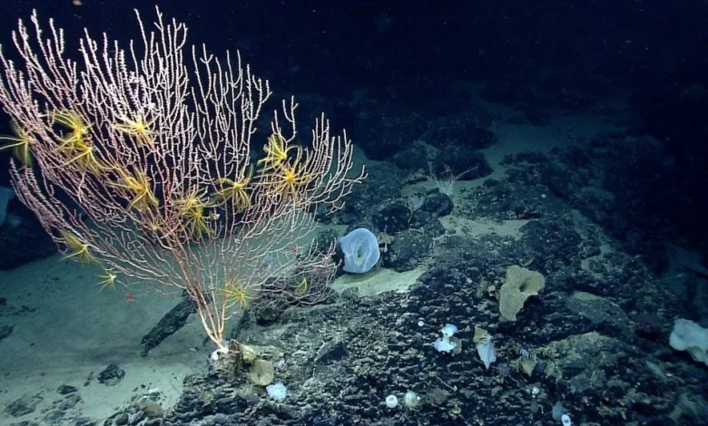 Trump ends Obama-era restrictions on commercial fishing in protected area off New England