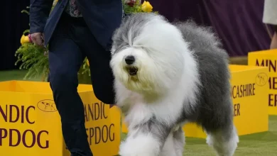 Westminster Dog Show 2026 results with winners for every group
