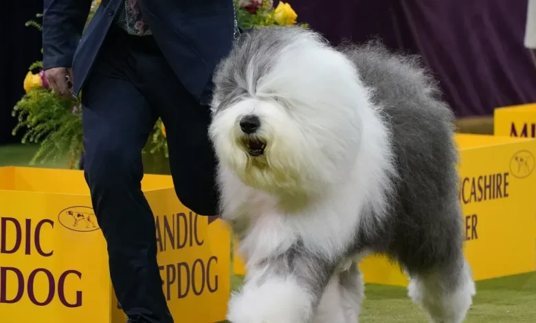 Westminster Dog Show 2026 results with winners for every group