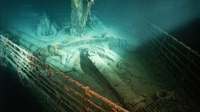 When the Titanic sank 3,800m into the Atlantic Ocean, strange animals moved into the wreck