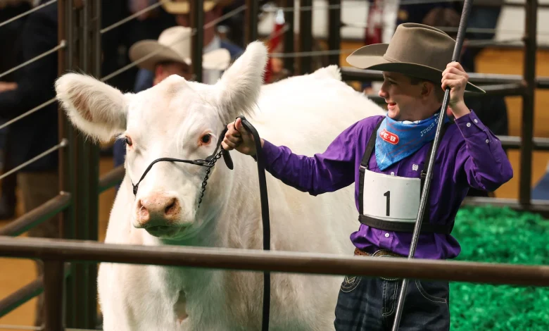 White Castle, Fort Worth Stock Show’s grand champion steer, sells for a record $550,000
